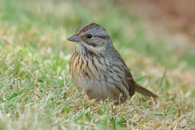 Lincoln's Sparrow