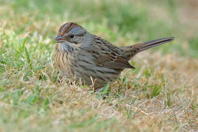 Lincoln's Sparrow