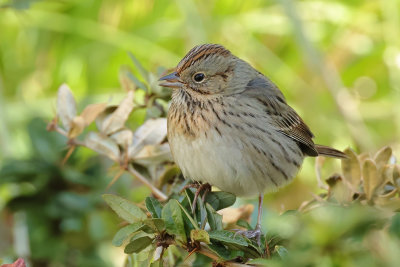 Lincoln's Sparrow