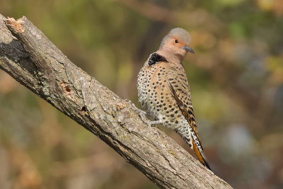 Northern Flicker