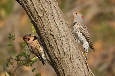 Northern Flicker