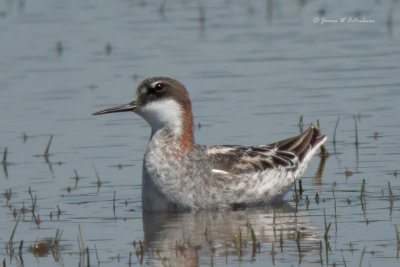 Red-necked Phalarope