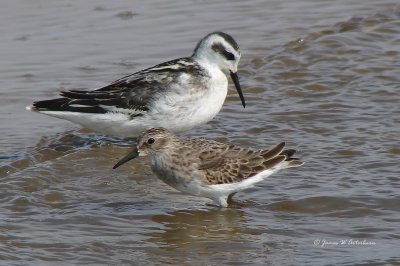 Red-necked Phalarope