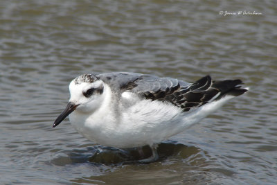 Red Phalarope