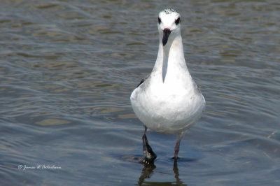 Red Phalarope
