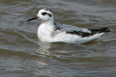 Red Phalarope