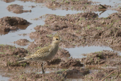 American Golden-Plover