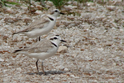 Snowy Plover