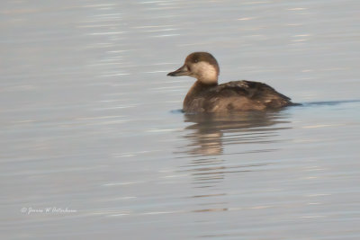 Black Scoter