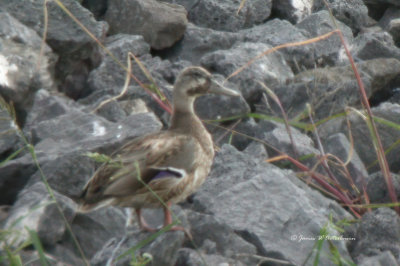 Mallard x Northern Shoveler