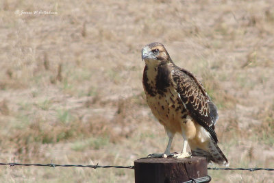 Swainson's Hawk