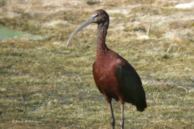 Glossy Ibis