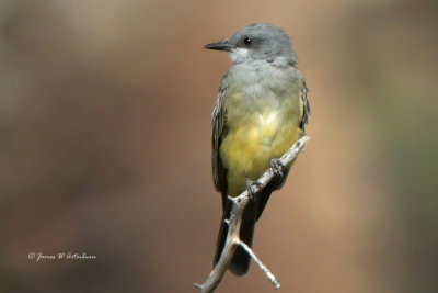 Cassin's Kingbird