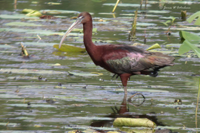 Glossy Ibis