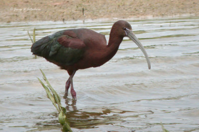 Glosssy Ibis