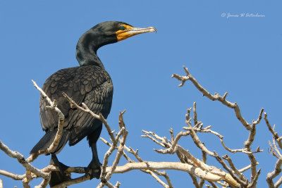 Double-crested Cormorant