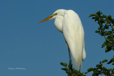Great Egret