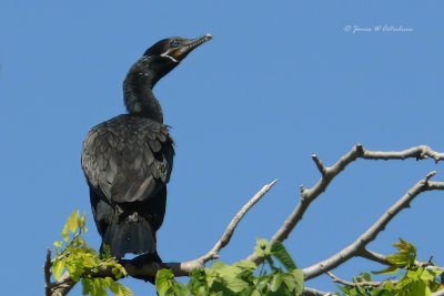 Neotropic Cormorant