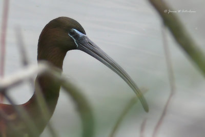 Glossy Ibis