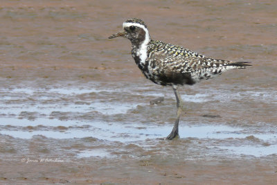 American Golden-Plover