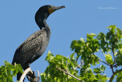 Double-crested Cormorant