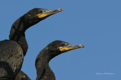 Double-crested Cormorant