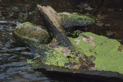 DSC_2601.jpg