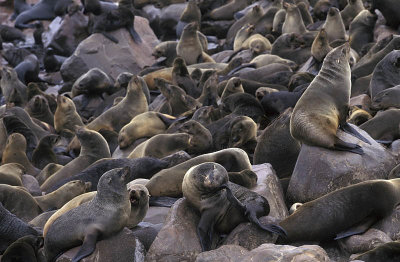 Cape Cross Seal Reserve, Namibia