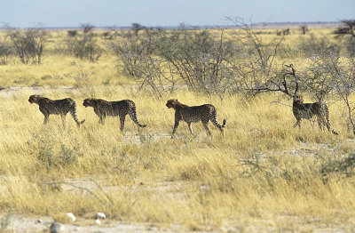 Etosha, Namibia