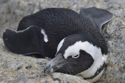 Boulders Beach