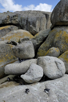 Boulder's Beach