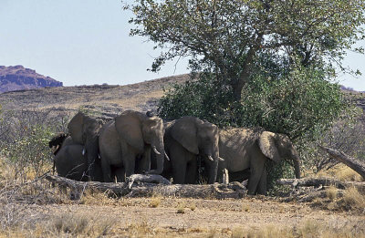 Desert Elephants, Namibia