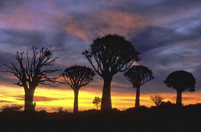 Quiver Tree Forest, Namibia