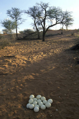 Kalahari Desert, Namibia