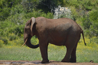 Addo Elephant National Park