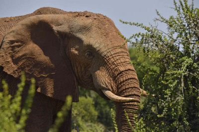 Addo Elephant National Park