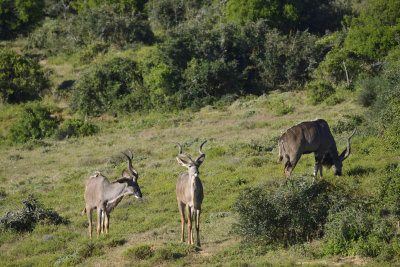 Addo Elephant National Park