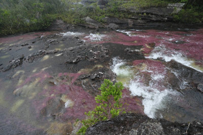 La Macarena, Cao Cristales