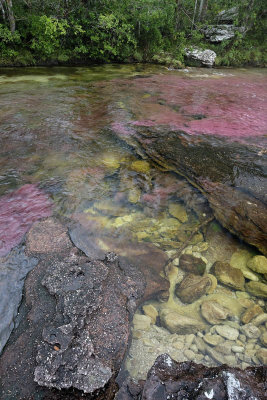 La Macarena, Cao Cristales