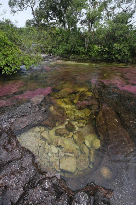 La Macarena, Cao Cristales