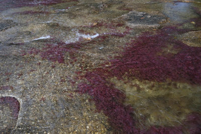 La Macarena, Caño Piedras