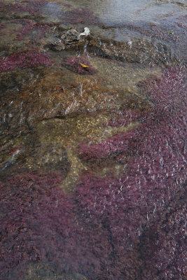 La Macarena, Caño Piedras