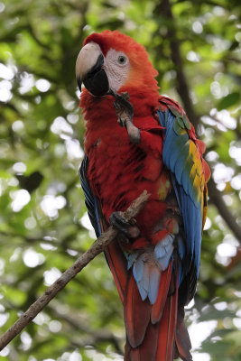 La Macarena, Macaw at Cao Piedras