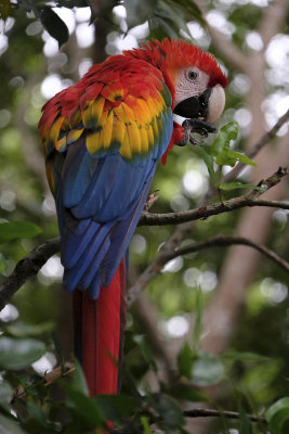 La Macarena, Macaw at Cao Piedras