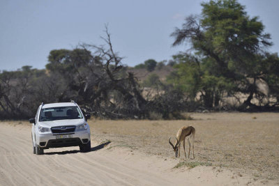 Kgalagadi Transfrontier Park