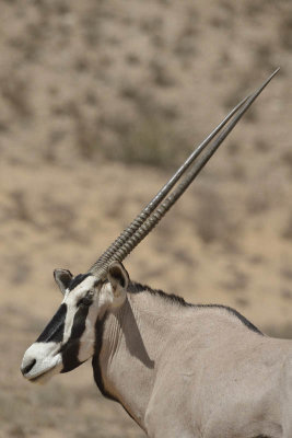 Kgalagadi Transfrontier Park