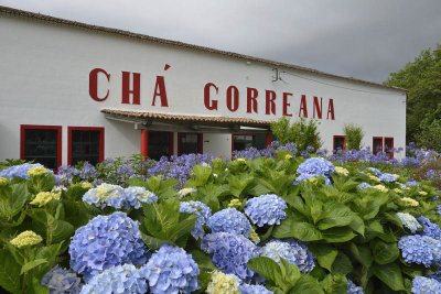 Tea Factory, S. Miguel Island, Azores, Portugal