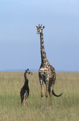 Masai Mara, Kenya