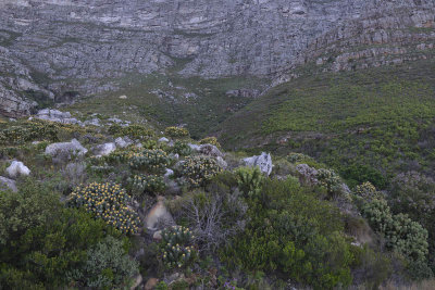 Cape Town, Road to Table Mountain
