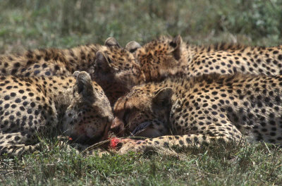 Masai Mara, Kenya